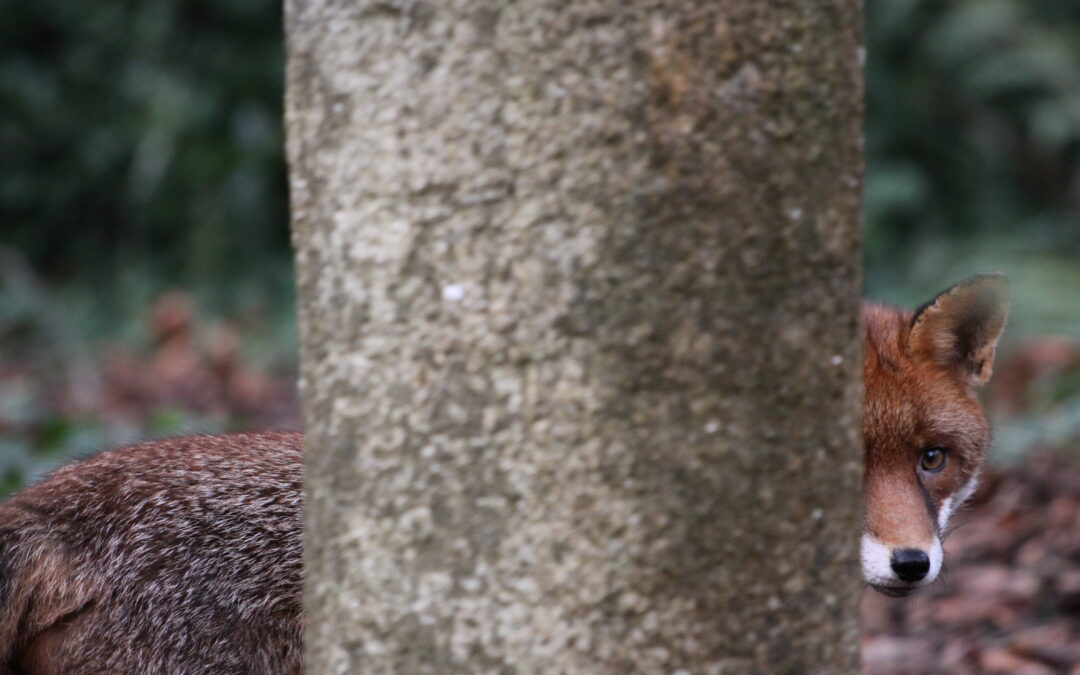 Biodiversity at Home