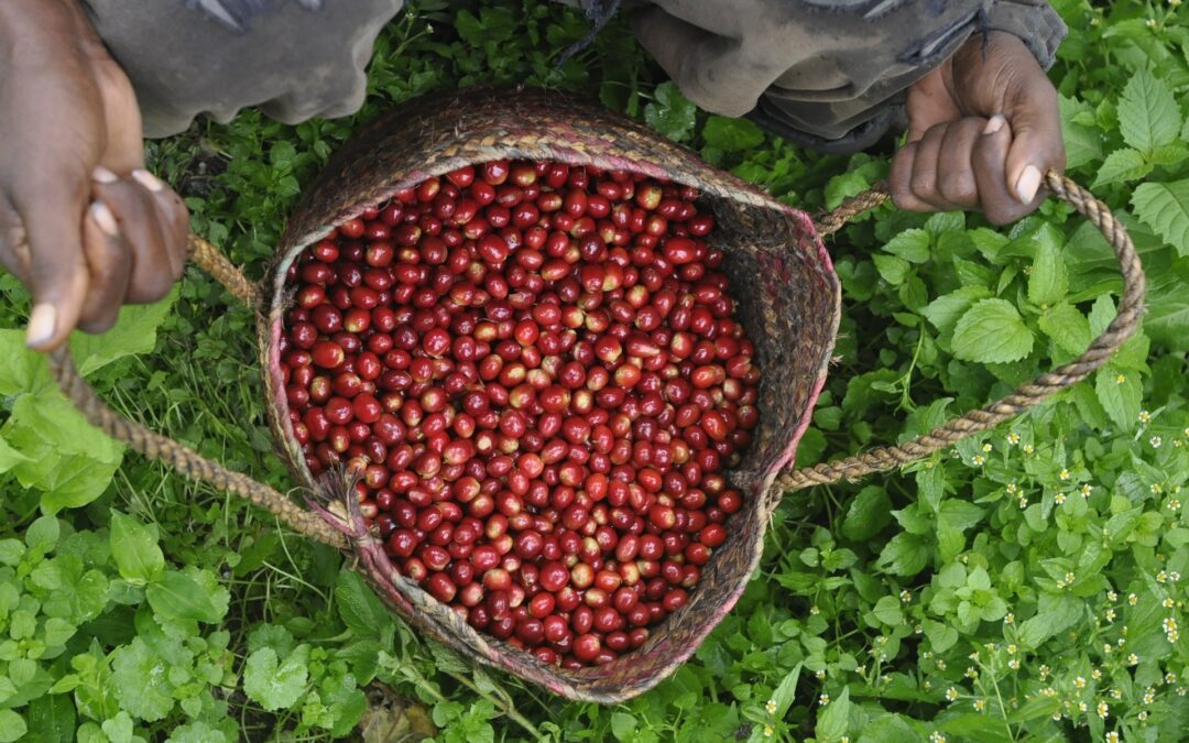 The benefits of Rainforest Alliance Certified™ Coffee