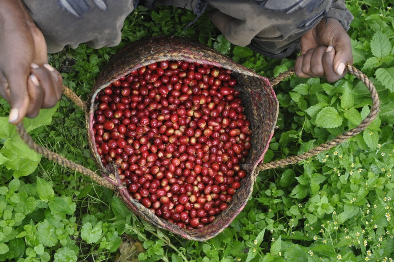 The benefits of Rainforest Alliance Certified™ Coffee Woodland Coffee