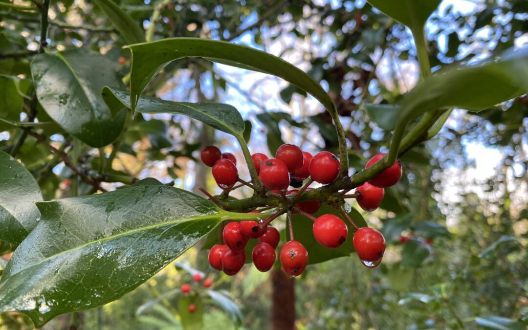 The Christmas Holly Tree