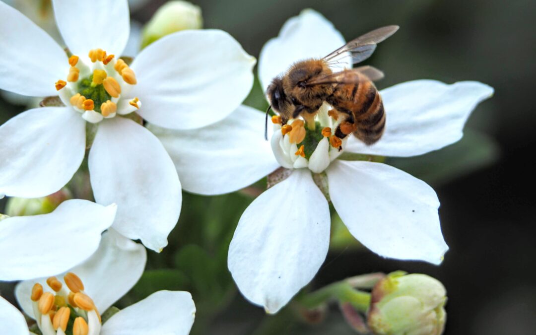 Growing Coffee and Biodiversity