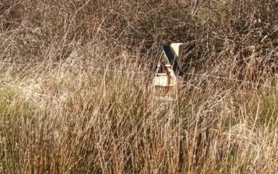 Our Spring Biodiversity Project